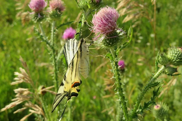 Gyönyörű Machaon Pillangó Bogáncs Virágok Mezőn — Stock Fotó