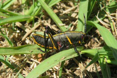 Black tropical grasshopper on grass in Florida nature, closeup
