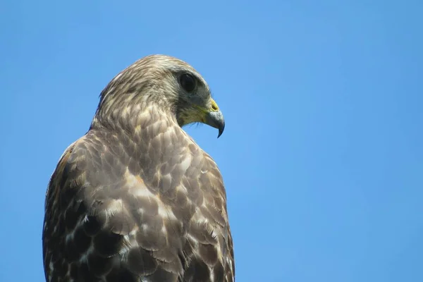 Beau Faucon Sur Fond Ciel Bleu — Photo