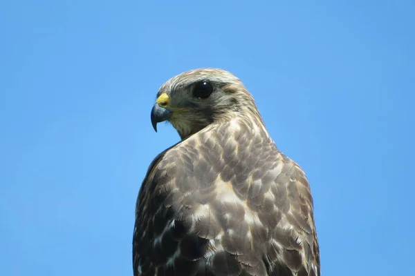 Beautiful Hawk Blue Sky Background — Stockfoto