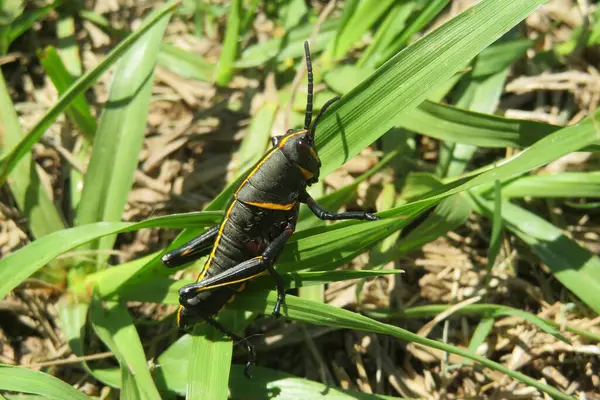 Black Tropical Grasshopper Grass Florida Nature Closeup — Foto de Stock