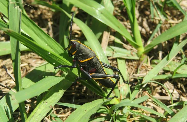 Black Tropical Grasshopper Grass Florida Nature Closeup — Photo