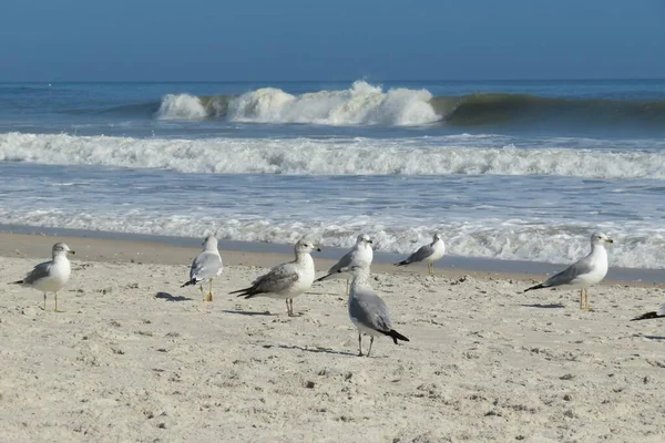 Krásné Racci Floridské Pláži Oceánské Vodní Pozadí — Stock fotografie