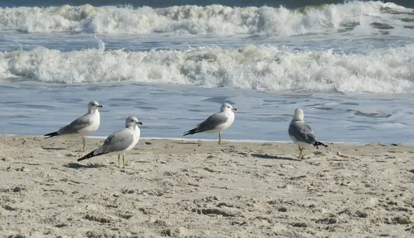 Schöne Möwen Der Küste Floridas Wasser Des Ozeans — Stockfoto