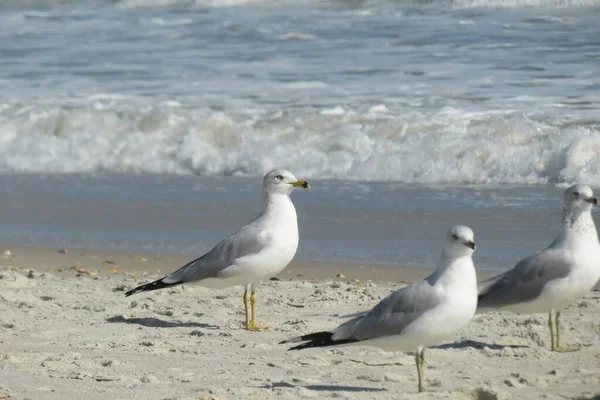 Schöne Möwen Der Küste Floridas Wasser Des Ozeans — Stockfoto