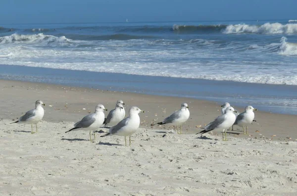 Schöne Möwen Strand Von Florida Auf Meereswasser Hintergrund — Stockfoto