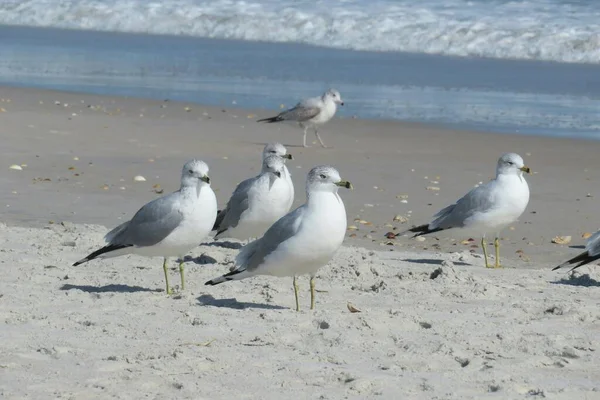 Schöne Möwen Der Küste Floridas Wasser Des Ozeans — Stockfoto