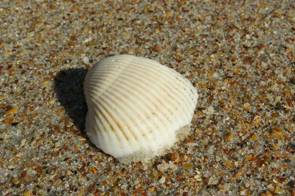Seashell Florida Beach Natural Sand Background — Zdjęcie stockowe