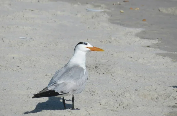 Royal Tern Madár Homokon Florida Partjainál — Stock Fotó