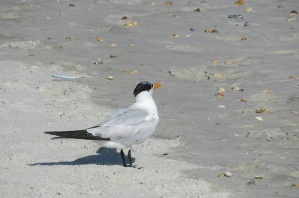 Royal Tern Bird Sand Florida Coast — Zdjęcie stockowe