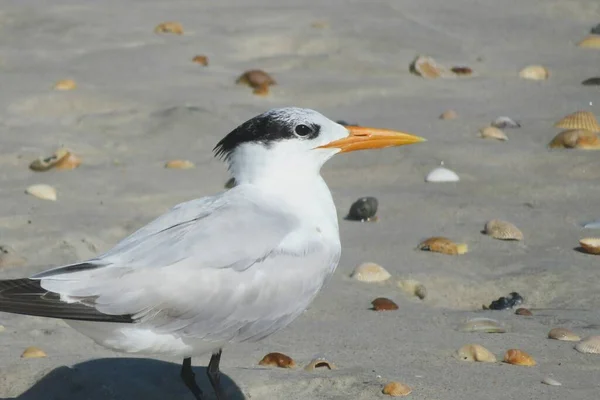 Royal Tern Pássaro Areia Costa Flórida — Fotografia de Stock