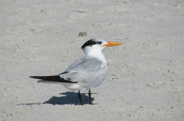 Königsseeschwalbe Sand Floridas Küste — Stockfoto