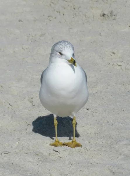 佛罗里达州北部大西洋海岸海滩上的海鸥 特写镜头 — 图库照片