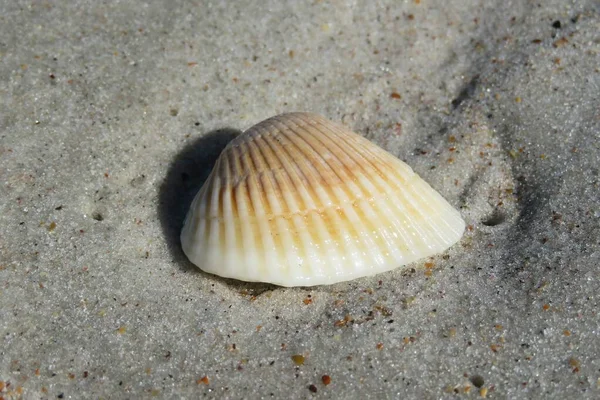 Seashell Sulla Spiaggia Della Florida Sfondo Sabbia Naturale — Foto Stock