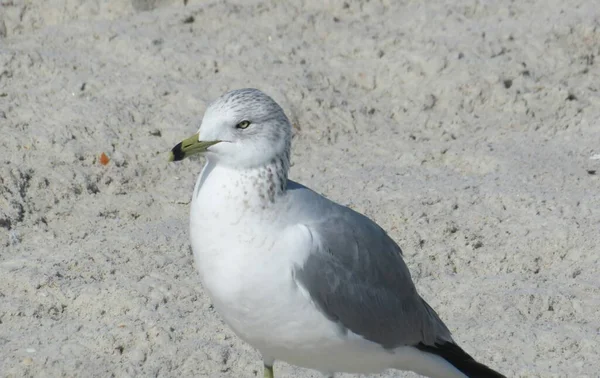 Möwe Strand Der Atlantikküste Von Nordflorida Nahaufnahme — Stockfoto