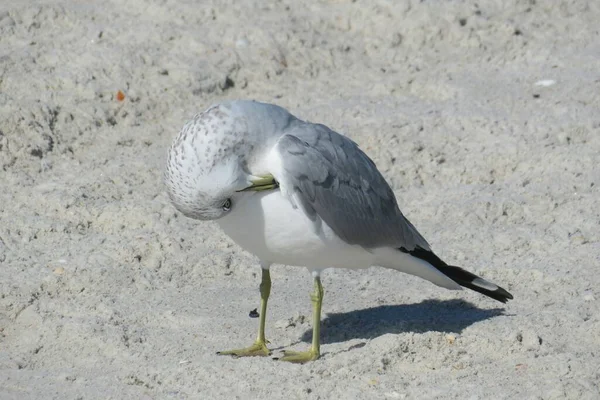 Gaviota Playa Costa Atlántica Del Norte Florida Primer Plano — Foto de Stock