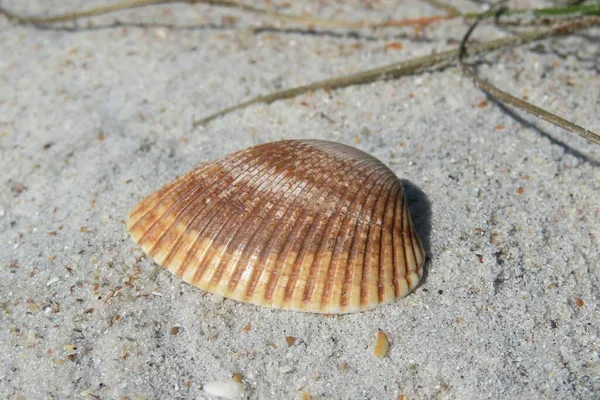 자연적 플로리다 해변에 조개껍데기 — 스톡 사진