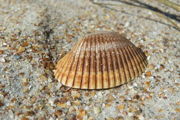 Seashell Στην Παραλία Της Φλόριντα Φυσικό Φόντο Άμμο — Φωτογραφία Αρχείου