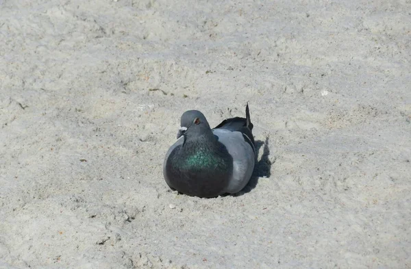 フロリダビーチのTge砂の上に鳩 — ストック写真