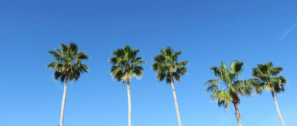 Palm Trees Blue Sky Background Florida Landscape — Stock Photo, Image