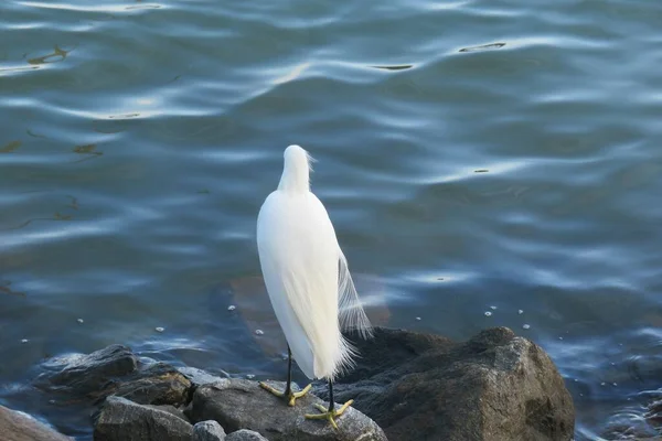 White Heron Hunting River Shore Florida — Stock Photo, Image