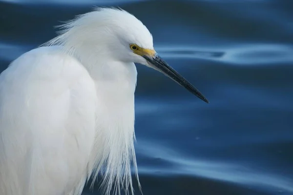 Closeup Beautiful White Heron Blue Water Background — Stock Photo, Image