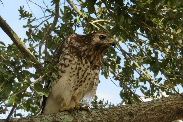 Faucon Sur Arbre Sur Fond Ciel Bleu — Photo