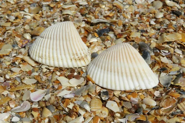 Gyönyörű Kagylók Florida Strandon — Stock Fotó