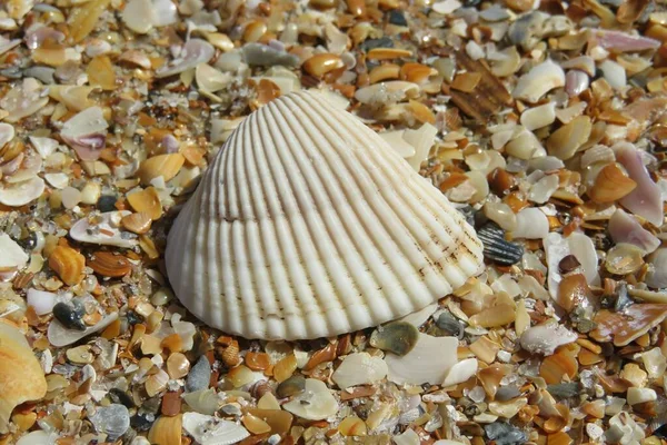 Beautiful Seashells Florida Beach — 스톡 사진