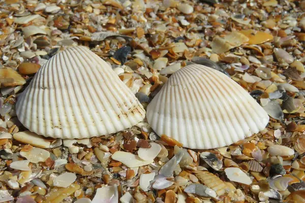 Gyönyörű Kagylók Florida Strandon — Stock Fotó
