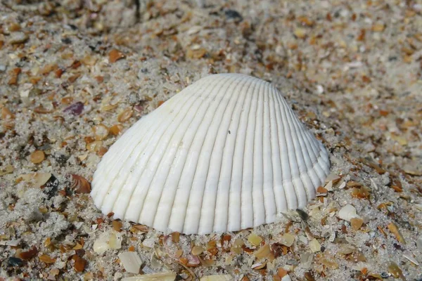 Bella Conchiglia Sulla Spiaggia Della Florida Primo Piano — Foto Stock