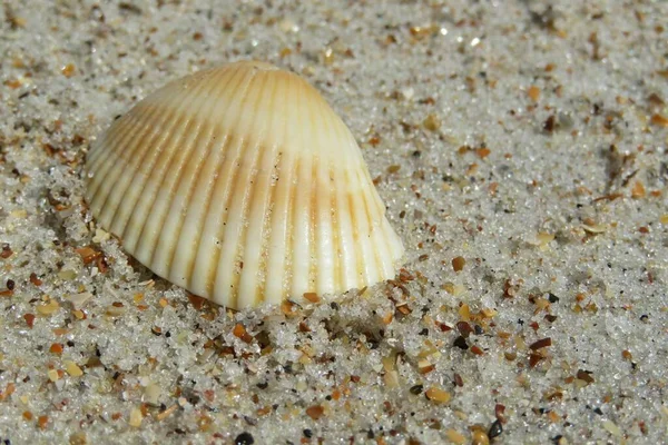 Bella Conchiglia Sulla Spiaggia Della Florida Primo Piano — Foto Stock