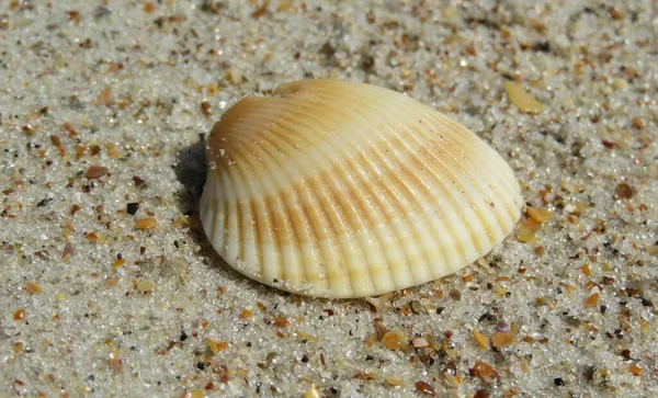 フロリダのビーチで美しい貝殻を閉じます — ストック写真