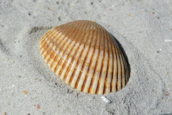 Bella Conchiglia Sulla Spiaggia Della Florida Primo Piano — Foto Stock