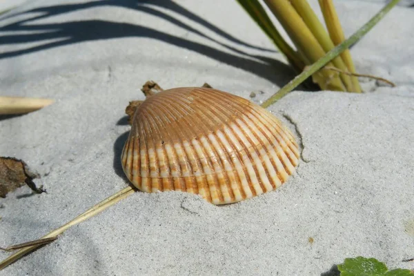 Primo Piano Bella Conchiglia Marrone Sulla Spiaggia — Foto Stock