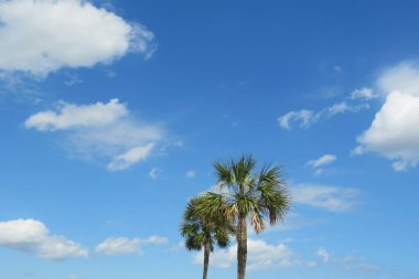 Güzel mavi gökyüzü arka planında palmiye ağacı 
