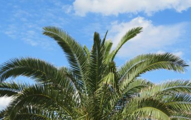 Mavi arka planda güzel palmiye dalları