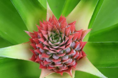 Doğal yeşil yaprak arka planında güzel ananas çiçeği