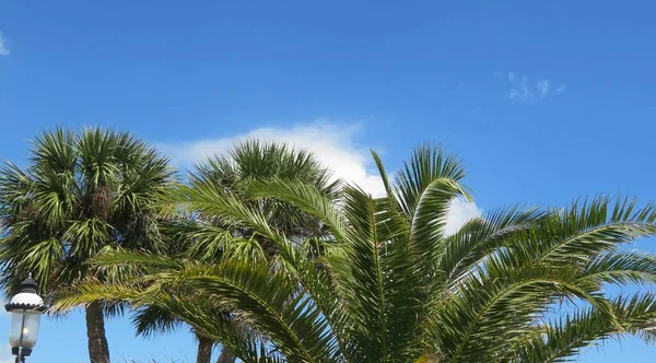 Hermosas Ramas Palmera Sobre Fondo Azul Astuto — Foto de Stock