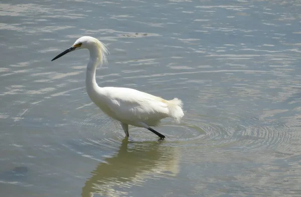 Weißreiher Jagt Fluss Auf Grauem Wassergrund — Stockfoto