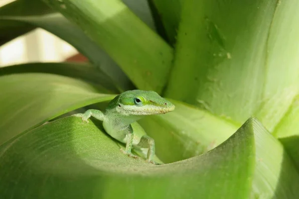 Lézard Anole Vert Sur Les Feuilles Ananas Dans Jardin — Photo