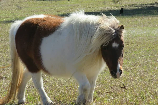 Krásný Bílý Shetland Poník Farmě — Stock fotografie