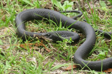 Florida vahşi ormanlarında kara çivit yılanı
