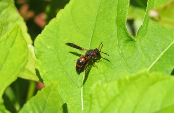 Red Tropical Wasp Green Heliopsis Leaves Background — Stock Photo, Image