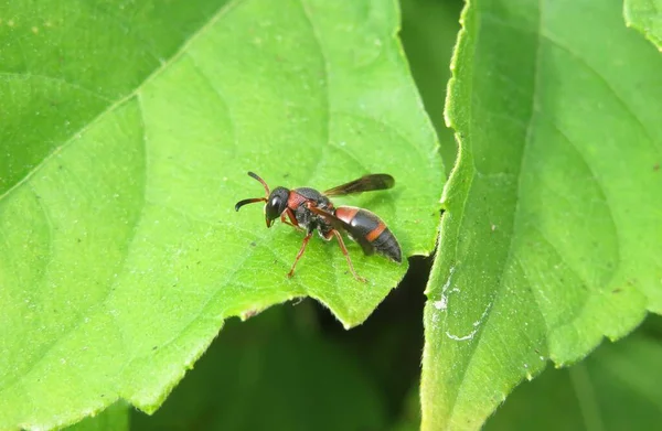 Rote Tropische Wespe Auf Grünem Heliopsis Hinterlässt Hintergrund — Stockfoto