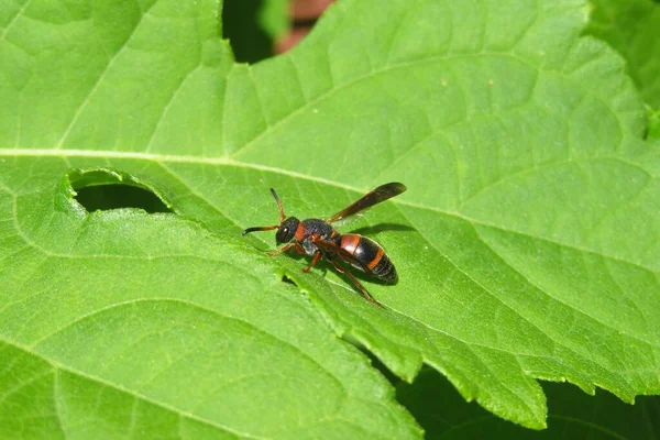 Red Tropical Wasp Green Heliopsis Leaves Background — Stock Photo, Image