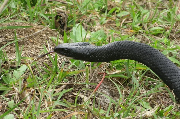 フロリダの野生の森の中の黒い藍蛇 — ストック写真