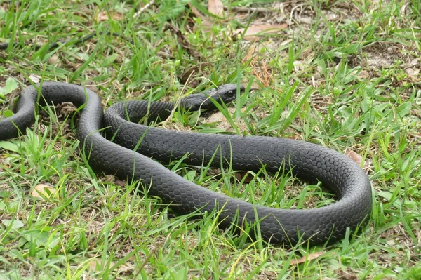 Cobra Índigo Negra Floresta Selvagem Flórida — Fotografia de Stock