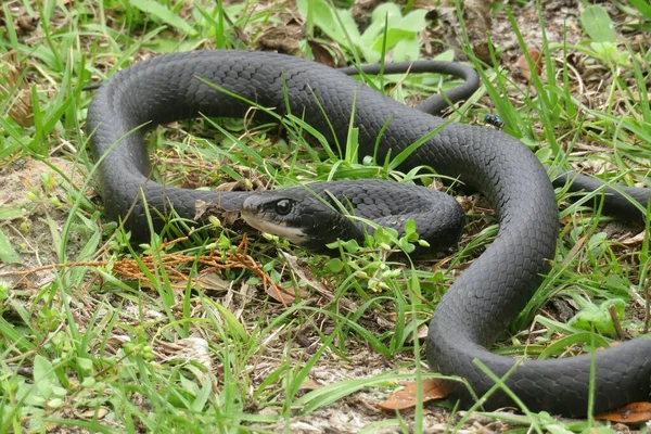 Cobra Índigo Negra Floresta Selvagem Flórida — Fotografia de Stock