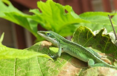 Yeşil anole kertenkelesi Florida 'da yeşil bitki üzerinde